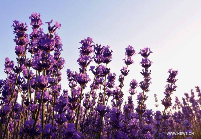 Daca IMAGINILE ar avea MIROS OARE CUM AR FI ACEST CAMP DE LAVANDA8