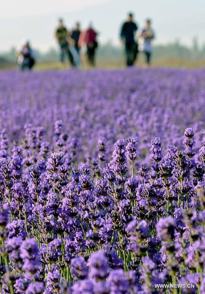 Daca IMAGINILE ar avea MIROS OARE CUM AR FI ACEST CAMP DE LAVANDA9