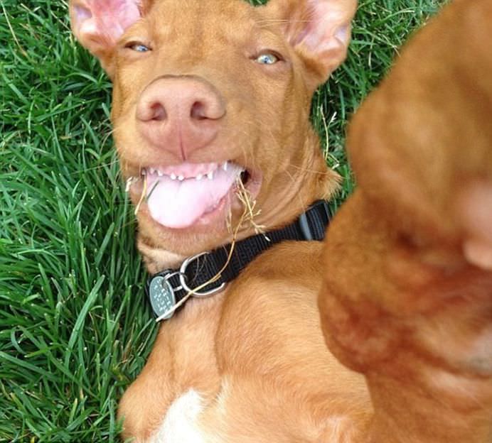 IMAGINI DE COLECTIE Cele mai tari SELFIE-uri cu ANIMALE care iti vor insenina ZIUA!1