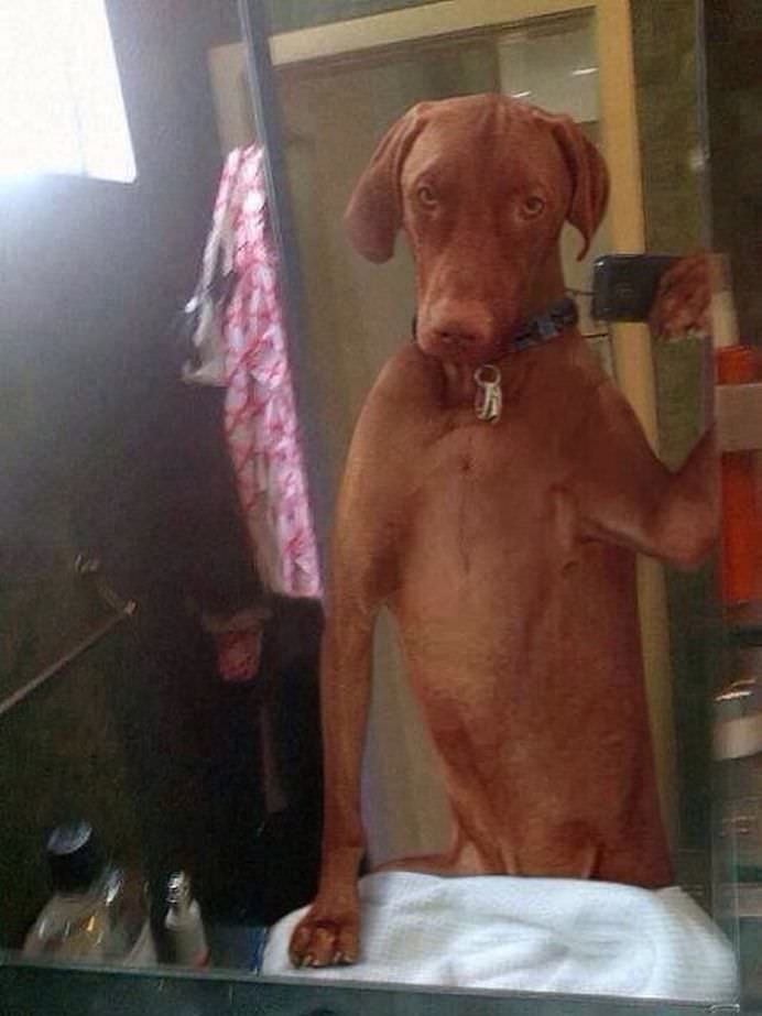 IMAGINI DE COLECTIE Cele mai tari SELFIE-uri cu ANIMALE care iti vor insenina ZIUA!10