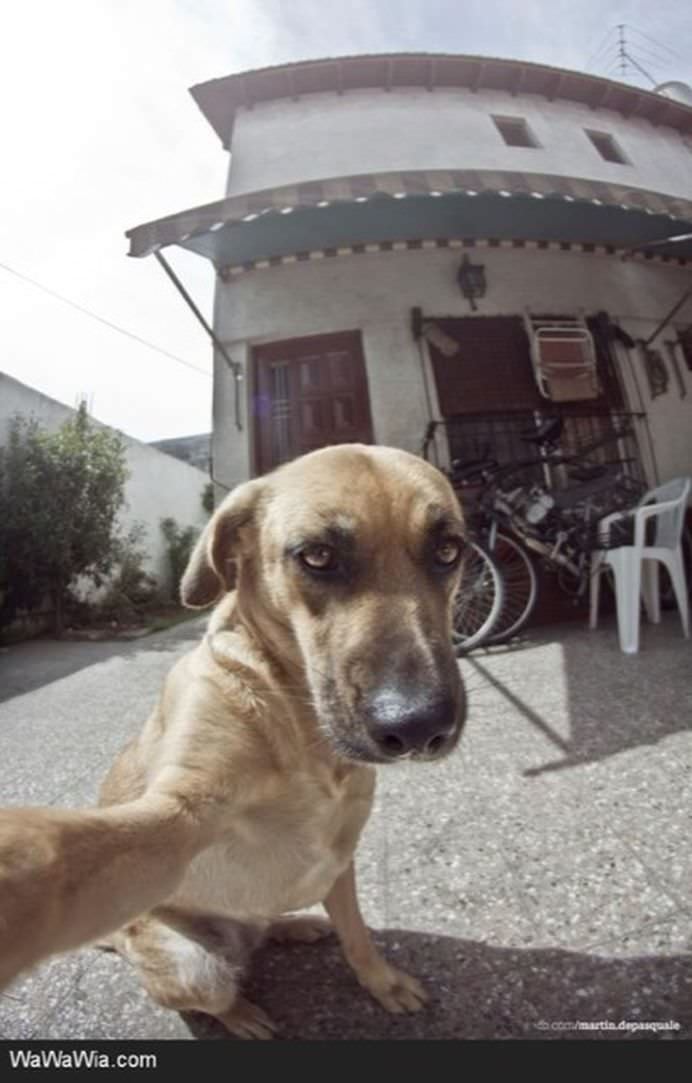 IMAGINI DE COLECTIE Cele mai tari SELFIE-uri cu ANIMALE care iti vor insenina ZIUA!11