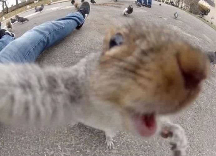 IMAGINI DE COLECTIE Cele mai tari SELFIE-uri cu ANIMALE care iti vor insenina ZIUA!12