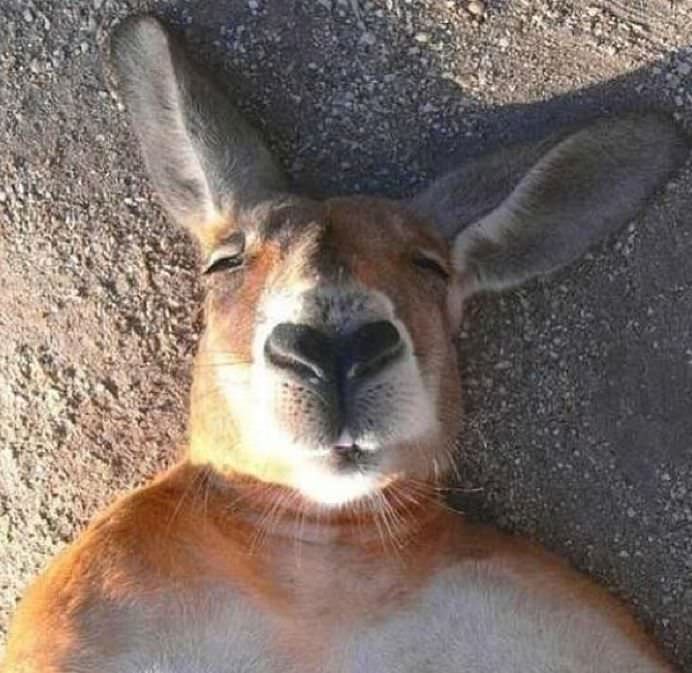 IMAGINI DE COLECTIE Cele mai tari SELFIE-uri cu ANIMALE care iti vor insenina ZIUA!13