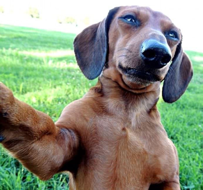 IMAGINI DE COLECTIE Cele mai tari SELFIE-uri cu ANIMALE care iti vor insenina ZIUA!15