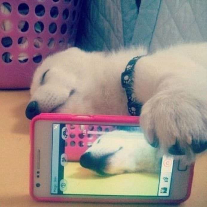 IMAGINI DE COLECTIE Cele mai tari SELFIE-uri cu ANIMALE care iti vor insenina ZIUA!16
