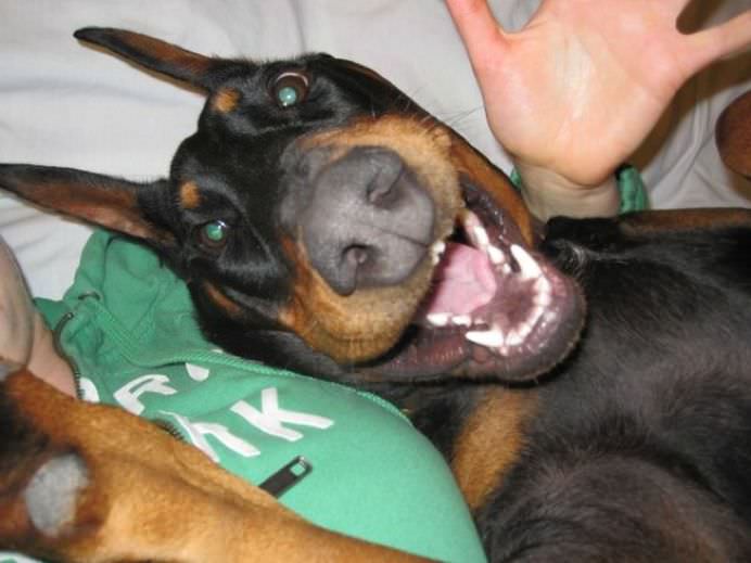 IMAGINI DE COLECTIE Cele mai tari SELFIE-uri cu ANIMALE care iti vor insenina ZIUA!17
