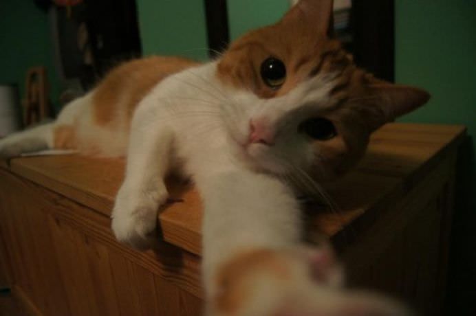 IMAGINI DE COLECTIE Cele mai tari SELFIE-uri cu ANIMALE care iti vor insenina ZIUA!18