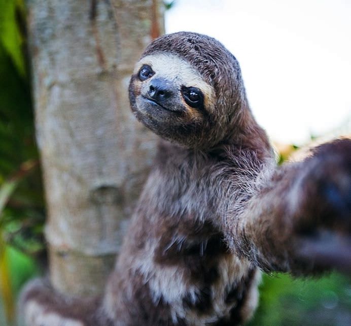 IMAGINI DE COLECTIE Cele mai tari SELFIE-uri cu ANIMALE care iti vor insenina ZIUA!2