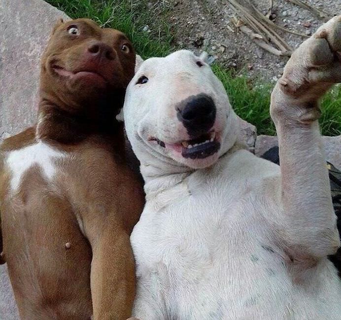 IMAGINI DE COLECTIE Cele mai tari SELFIE-uri cu ANIMALE care iti vor insenina ZIUA!20