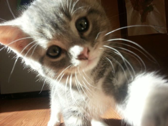 IMAGINI DE COLECTIE Cele mai tari SELFIE-uri cu ANIMALE care iti vor insenina ZIUA!21