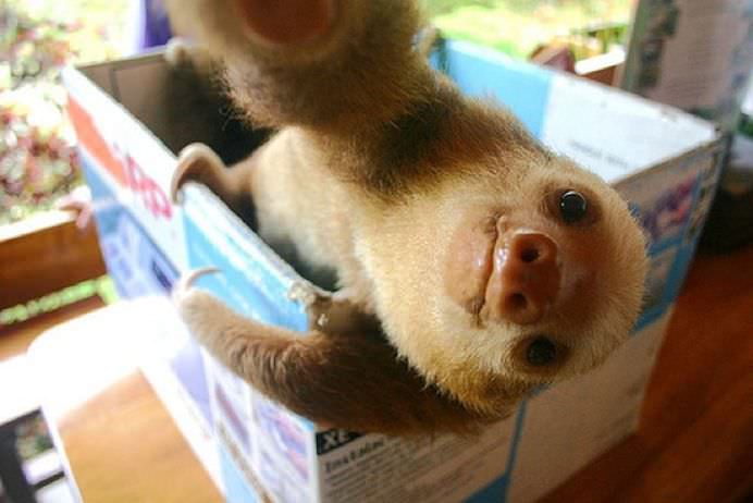 IMAGINI DE COLECTIE Cele mai tari SELFIE-uri cu ANIMALE care iti vor insenina ZIUA!3