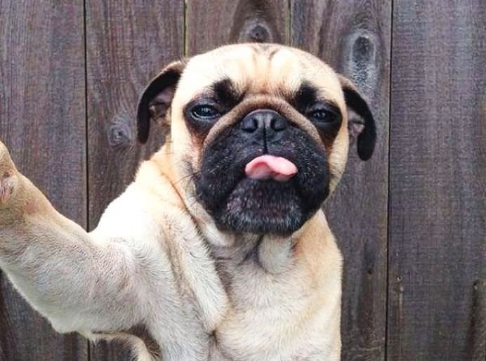 IMAGINI DE COLECTIE Cele mai tari SELFIE-uri cu ANIMALE care iti vor insenina ZIUA!7