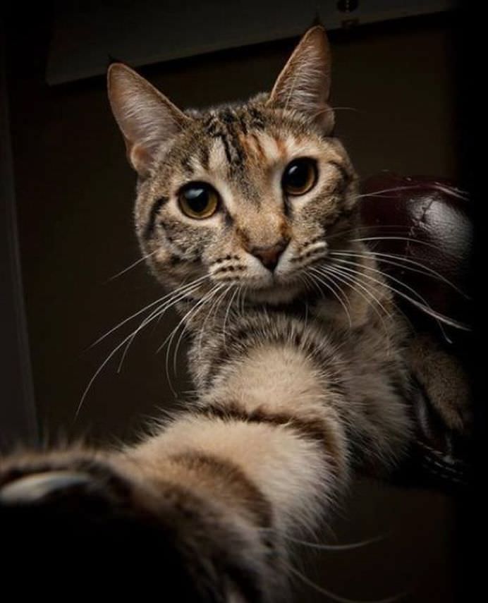 IMAGINI DE COLECTIE Cele mai tari SELFIE-uri cu ANIMALE care iti vor insenina ZIUA!8