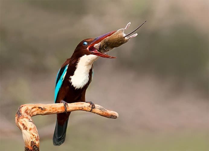 Terapie prin imagini Fotografii perfecte care iti vor SCHIMBA ZIUA!11