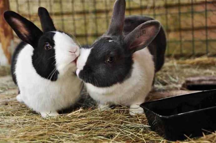 IMAGINI ROMANTICE cu POVESTI DE IUBIRE din lumea animalelor!13