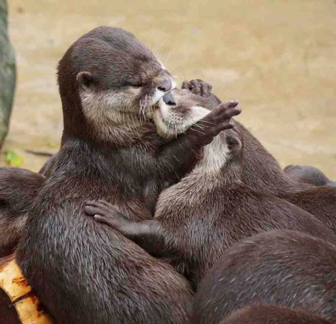 IMAGINI ROMANTICE cu POVESTI DE IUBIRE din lumea animalelor!4