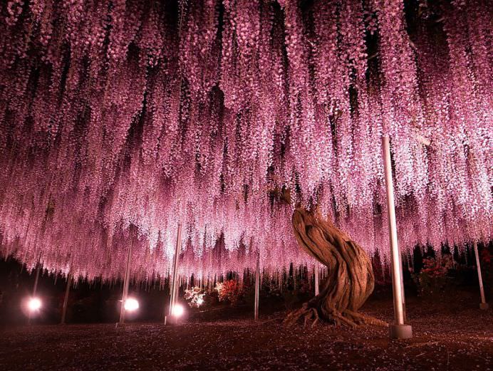 IMAGINI cu PARADISUL ROZ creat de o GLICINA DE 144 DE ANI! GALERIE FOTO1
