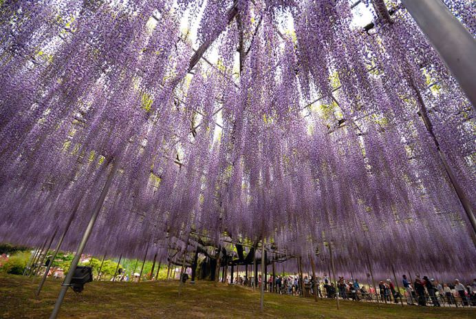 IMAGINI cu PARADISUL ROZ creat de o GLICINA DE 144 DE ANI! GALERIE FOTO10
