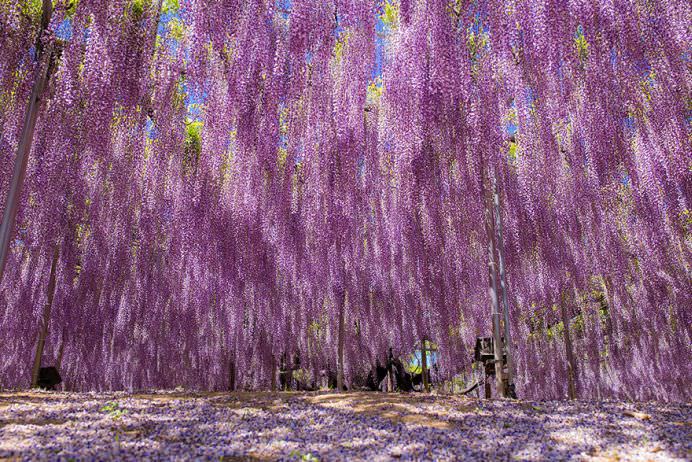 IMAGINI cu PARADISUL ROZ creat de o GLICINA DE 144 DE ANI! GALERIE FOTO11
