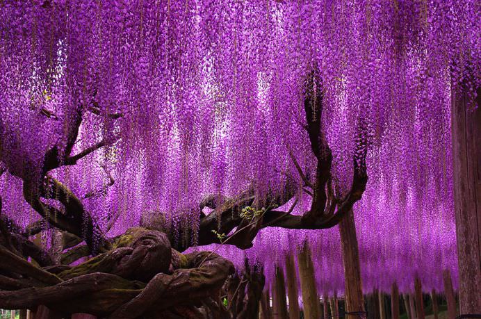 IMAGINI cu PARADISUL ROZ creat de o GLICINA DE 144 DE ANI! GALERIE FOTO2