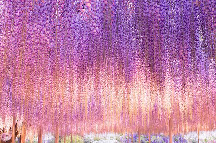 IMAGINI cu PARADISUL ROZ creat de o GLICINA DE 144 DE ANI! GALERIE FOTO3