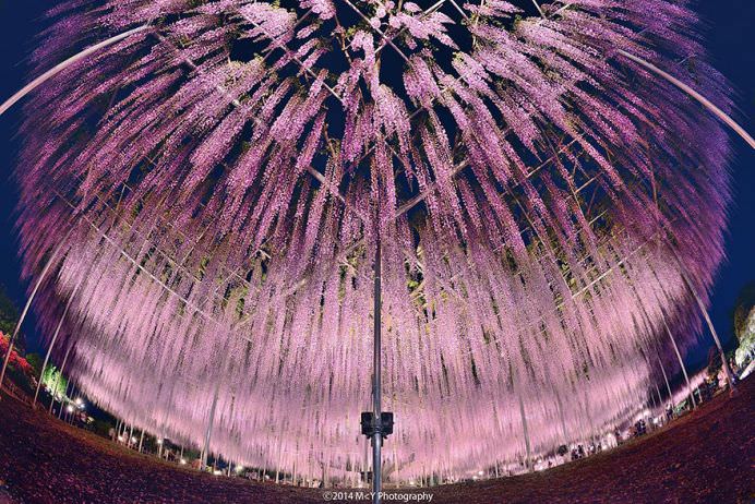 IMAGINI cu PARADISUL ROZ creat de o GLICINA DE 144 DE ANI! GALERIE FOTO4