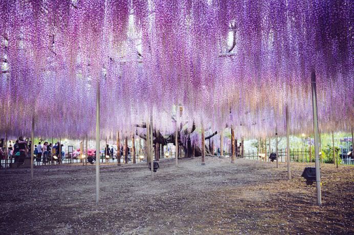 IMAGINI cu PARADISUL ROZ creat de o GLICINA DE 144 DE ANI! GALERIE FOTO5