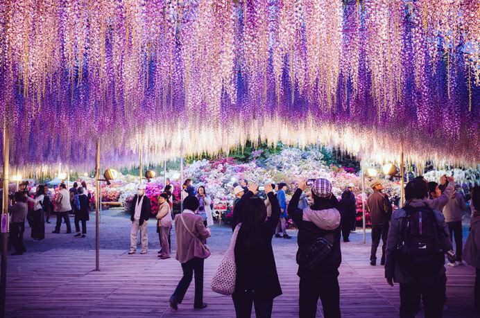 IMAGINI cu PARADISUL ROZ creat de o GLICINA DE 144 DE ANI! GALERIE FOTO6