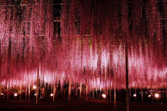 IMAGINI cu PARADISUL ROZ creat de o GLICINA DE 144 DE ANI! GALERIE FOTO7