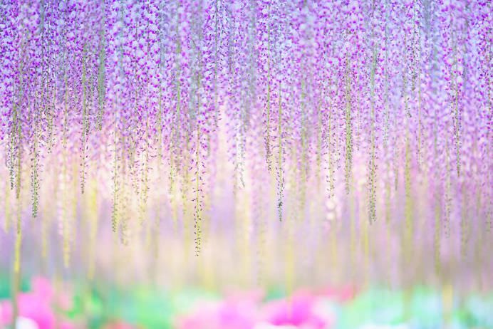 IMAGINI cu PARADISUL ROZ creat de o GLICINA DE 144 DE ANI! GALERIE FOTO8