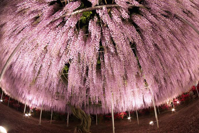 IMAGINI cu PARADISUL ROZ creat de o GLICINA DE 144 DE ANI! GALERIE FOTO9
