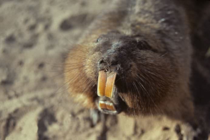 ctenomys conoveri