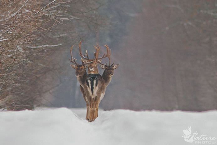 TOP 50 IMAGINI care au facut SENZATIE in prima jumatate a anului 2014!6
