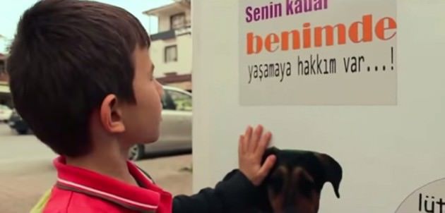 automat mancare caini si pisici3