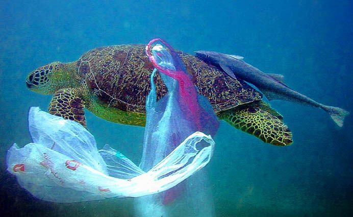 pungi de plastic2