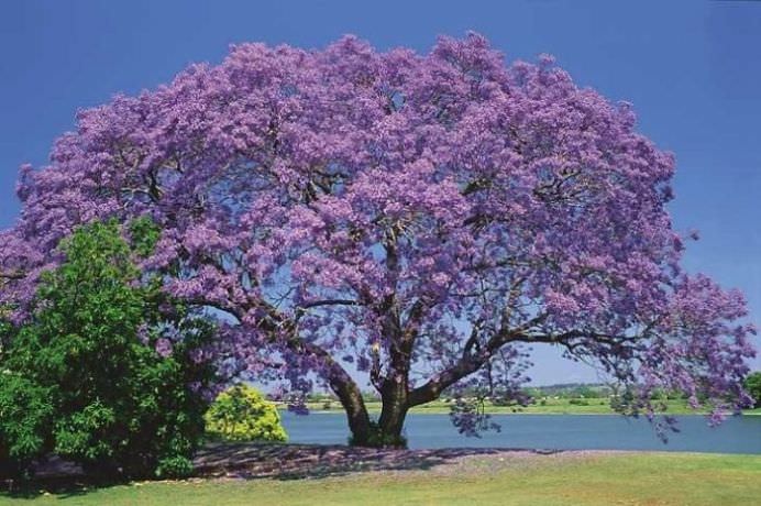 IMAGINI cu cei mai minunati COPACI din lume!16