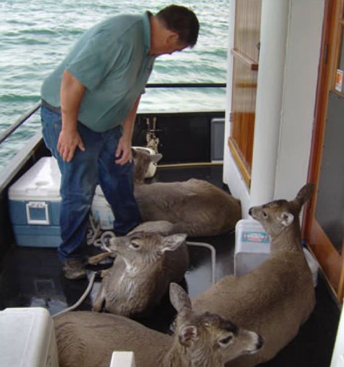 OPERATIUNE DE SALVARE INCREDIBILA Cauta delfini, dar a gasit cu totul altceva! GALERIE FOTO2