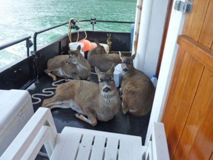 OPERATIUNE DE SALVARE INCREDIBILA Cauta delfini, dar a gasit cu totul altceva! GALERIE FOTO3