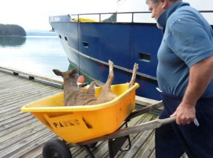 OPERATIUNE DE SALVARE INCREDIBILA Cauta delfini, dar a gasit cu totul altceva! GALERIE FOTO5