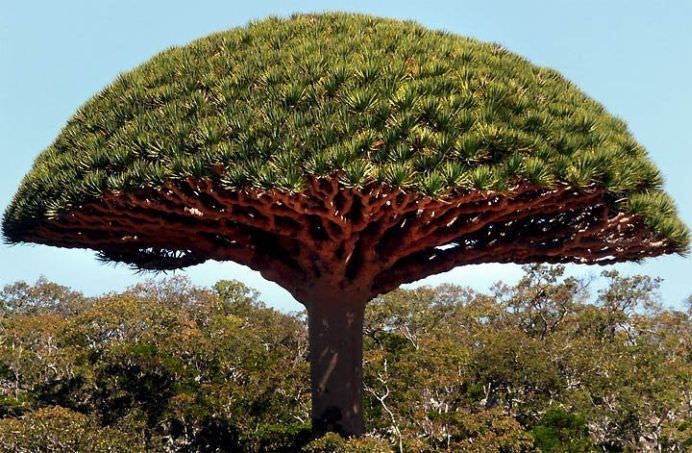 PEISAJUL EXTRATERESTRU de pe unul dintre cele mai izolate locuri din lume INSULA SOCOTRA!1