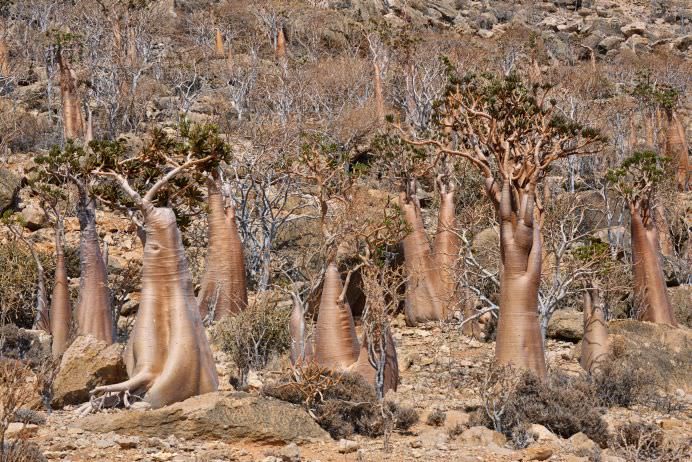 PEISAJUL EXTRATERESTRU de pe unul dintre cele mai izolate locuri din lume INSULA SOCOTRA!10