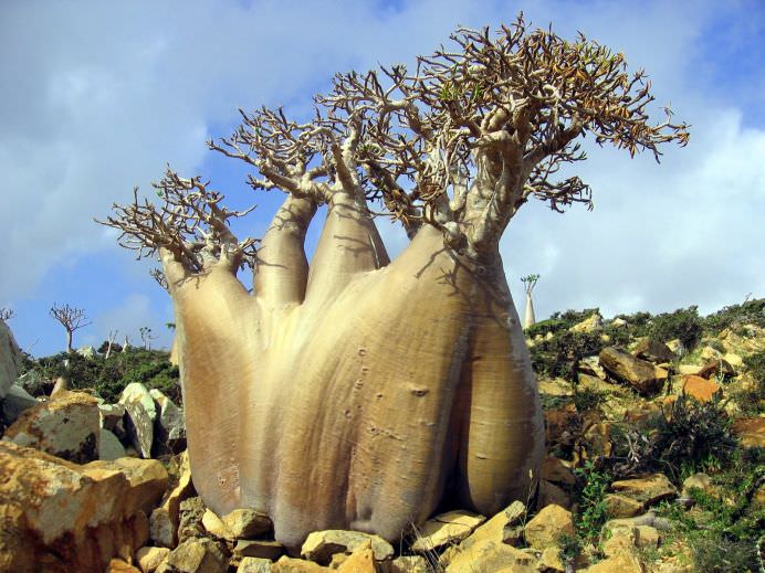 PEISAJUL EXTRATERESTRU de pe unul dintre cele mai izolate locuri din lume INSULA SOCOTRA!2