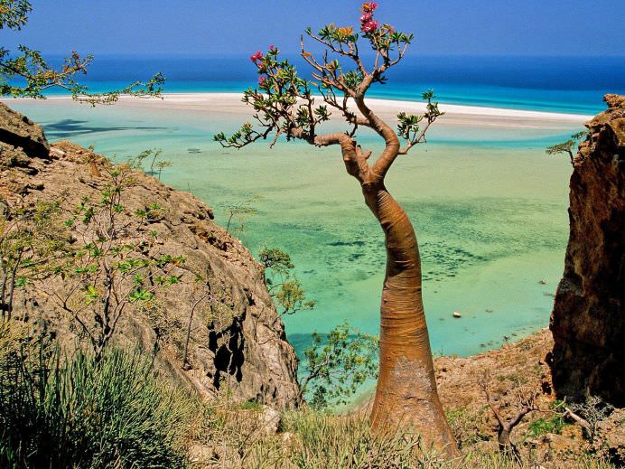 PEISAJUL EXTRATERESTRU de pe unul dintre cele mai izolate locuri din lume INSULA SOCOTRA!4