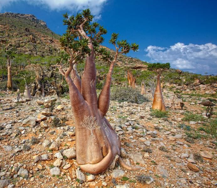 PEISAJUL EXTRATERESTRU de pe unul dintre cele mai izolate locuri din lume INSULA SOCOTRA!8