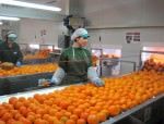 SECRETELE MIZERABILE din INDUSTRIA DE PROCESARE si PRELUCRARE a alimentelor! 2