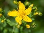 Ai incercat sa te lasi de FUMAT si nu reusesti Acest PLANTE MEDICINALE te vor ajuta cu siguranta!5