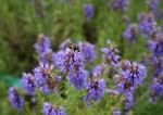 Ai incercat sa te lasi de FUMAT si nu reusesti Acest PLANTE MEDICINALE te vor ajuta cu siguranta!7