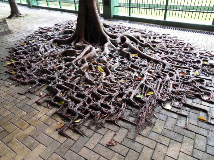 Cum poate INVINGE NATURA creatia de metal si ciment a OAMENILOR! Vezi IMAGINI SENZATIONALE!12