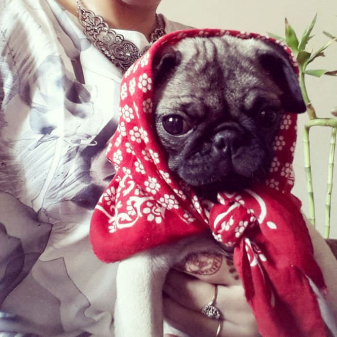 IMAGINI HAIOASE cu animale care cauta putina COMPANIE!14
