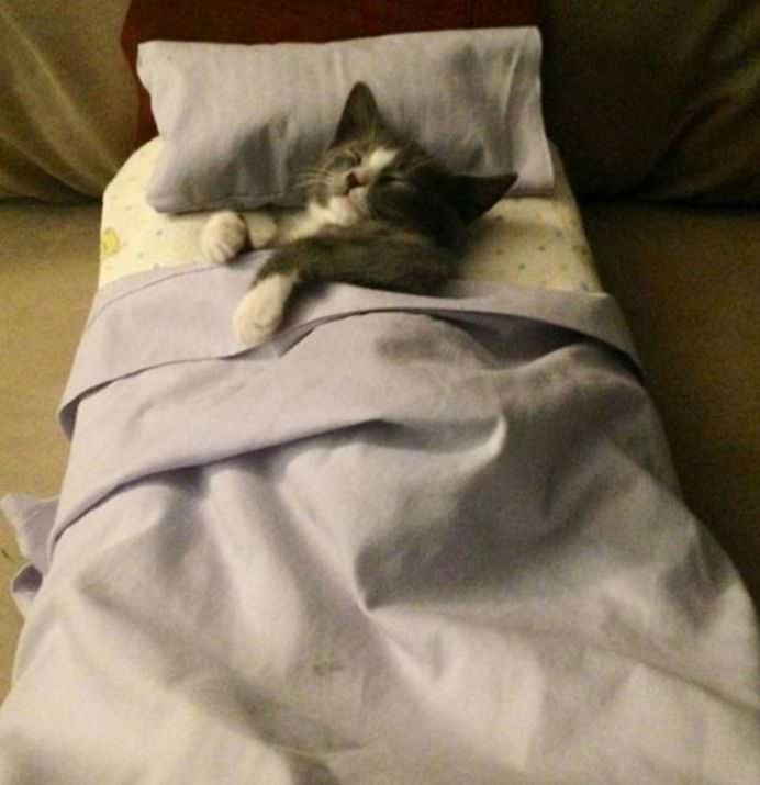 IMAGINI HAIOASE cu animale care cauta putina COMPANIE!2